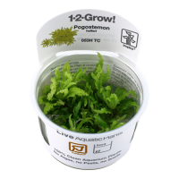 Pogostemon helferi (1-2-Grow!)