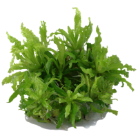 Pogostemon helferi (1-2-Grow!)