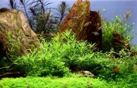 Pogostemon helferi (1-2-Grow!)
