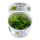 Pogostemon helferi (1-2-Grow!)