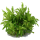 Pogostemon helferi (1-2-Grow!)