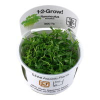 Ranunculus inundatus (1-2-Grow!)