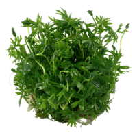 Ranunculus inundatus (1-2-Grow!)