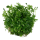 Ranunculus inundatus (1-2-Grow!)