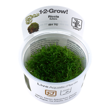 Riccia fluitans (1-2-Grow!)