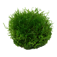 Riccia fluitans (1-2-Grow!)