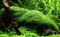 Riccia fluitans (1-2-Grow!)