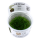 Riccia fluitans (1-2-Grow!)