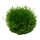 Riccia fluitans (1-2-Grow!)