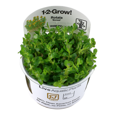Rotala indica "Bonsai" (1-2-Grow!)