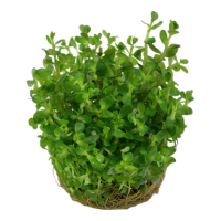 Rotala indica "Bonsai" (1-2-Grow!)