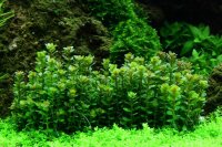 Rotala indica "Bonsai" (1-2-Grow!)