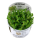 Rotala indica "Bonsai" (1-2-Grow!)