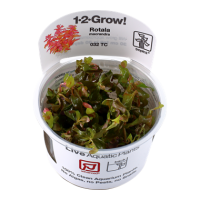Rotala macrandra (1-2-Grow!)
