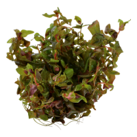 Rotala macrandra (1-2-Grow!)