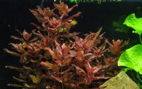 Rotala macrandra (1-2-Grow!)