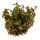 Rotala macrandra (1-2-Grow!)