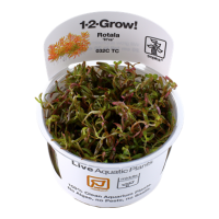Rotala rotundifolia "Hra" (1-2-Grow!)