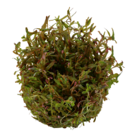 Rotala rotundifolia "Hra" (1-2-Grow!)