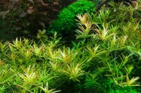 Rotala rotundifolia "Hra" (1-2-Grow!)