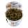 Rotala rotundifolia "Hra" (1-2-Grow!)