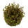 Rotala rotundifolia "Hra" (1-2-Grow!)