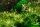 Rotala rotundifolia "Hra" (1-2-Grow!)