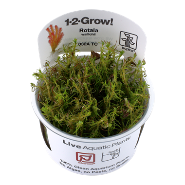 Rotala wallichii (1-2-Grow!)