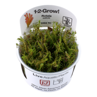 Rotala wallichii (1-2-Grow!)