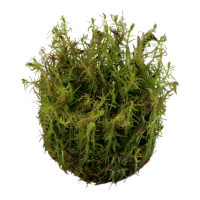 Rotala wallichii (1-2-Grow!)