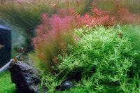 Rotala wallichii (1-2-Grow!)