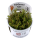 Rotala wallichii (1-2-Grow!)