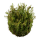 Rotala wallichii (1-2-Grow!)