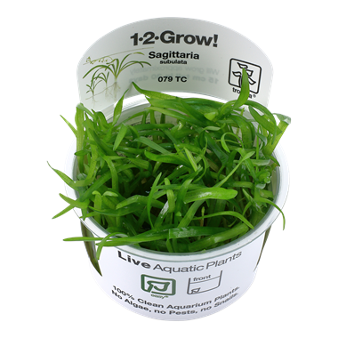 Sagittaria subulata (1-2-Grow!)