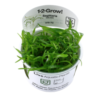 Sagittaria subulata (1-2-Grow!)