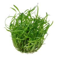 Sagittaria subulata (1-2-Grow!)