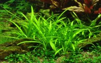 Sagittaria subulata (1-2-Grow!)