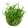 Sagittaria subulata (1-2-Grow!)