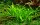 Sagittaria subulata (1-2-Grow!)