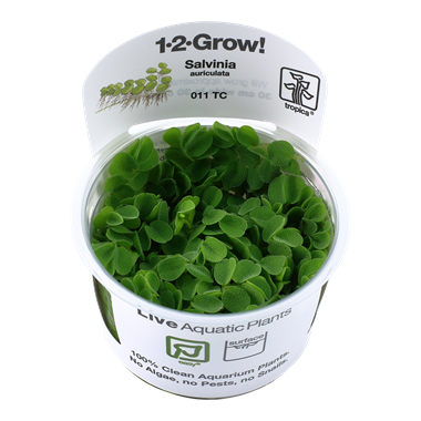 Salvinia minima (1-2-Grow!)