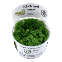 Salvinia minima (1-2-Grow!)