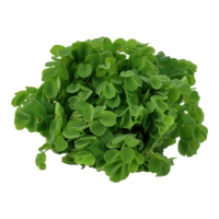 Salvinia minima (1-2-Grow!)