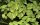 Salvinia minima (1-2-Grow!)