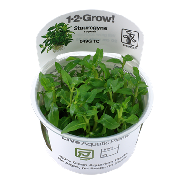 Staurogyne repens (1-2-Grow!)