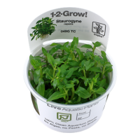 Staurogyne repens (1-2-Grow!)