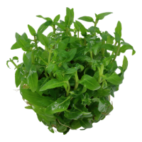 Staurogyne repens (1-2-Grow!)