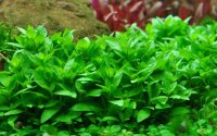 Staurogyne repens (1-2-Grow!)