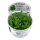 Staurogyne repens (1-2-Grow!)