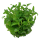 Staurogyne repens (1-2-Grow!)
