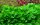 Staurogyne repens (1-2-Grow!)